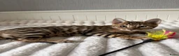 Bengal cats for sale: 🐆 Adorable pedigree Bengal kittens 🐆 - Advert 17