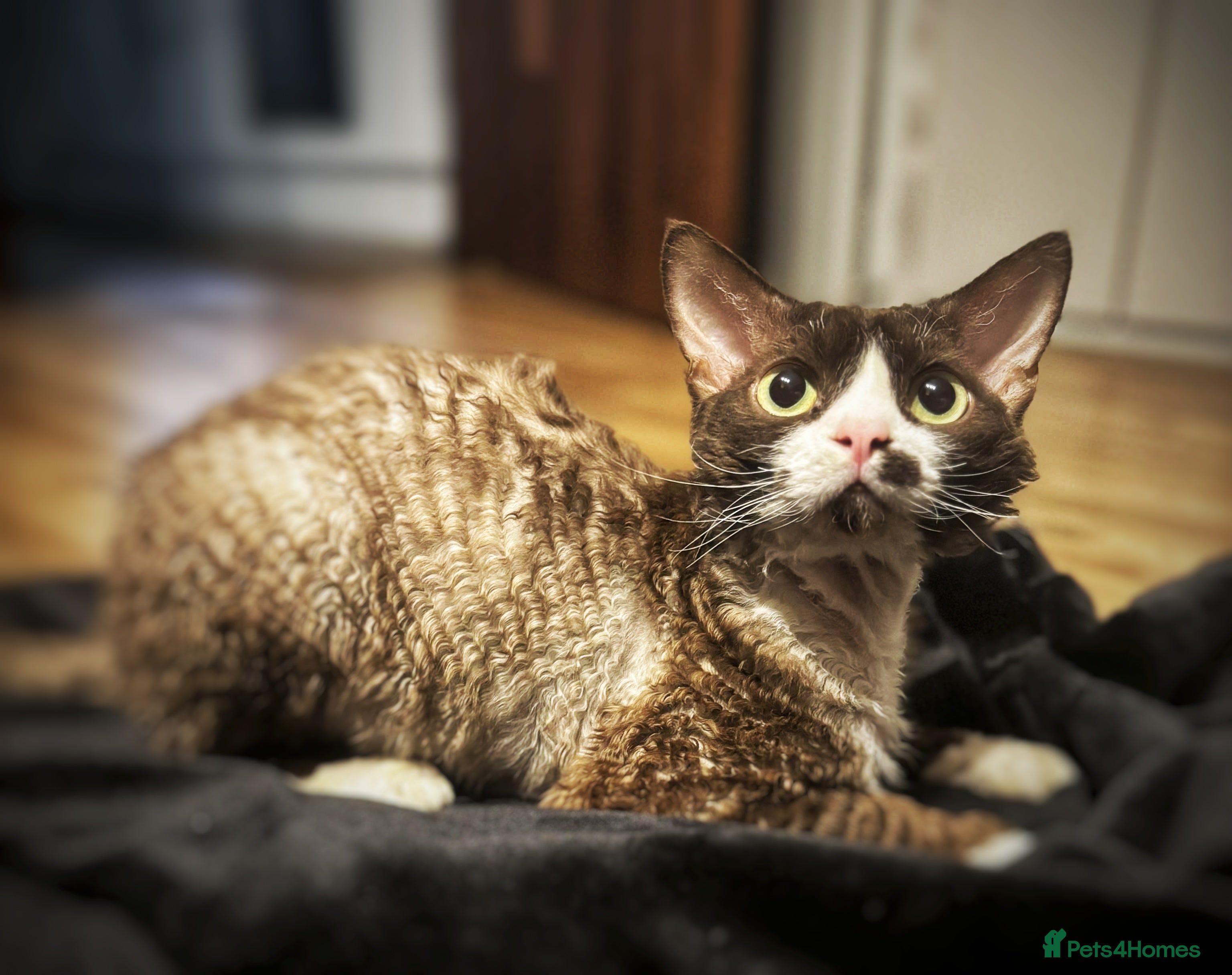 Devon Rex cats ⭐ CHAMPION, PROVEN, CHOCOLATE DEVON REX, REG'ED in Salisbury - Advert 1