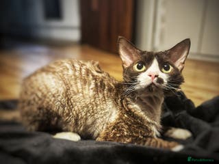 Devon Rex cats ⭐ CHAMPION, PROVEN, CHOCOLATE DEVON REX, REG'ED in Salisbury - Advert 2