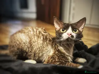 Devon Rex cats ⭐ CHAMPION, PROVEN, CHOCOLATE DEVON REX, REG'ED in Salisbury - Advert 5