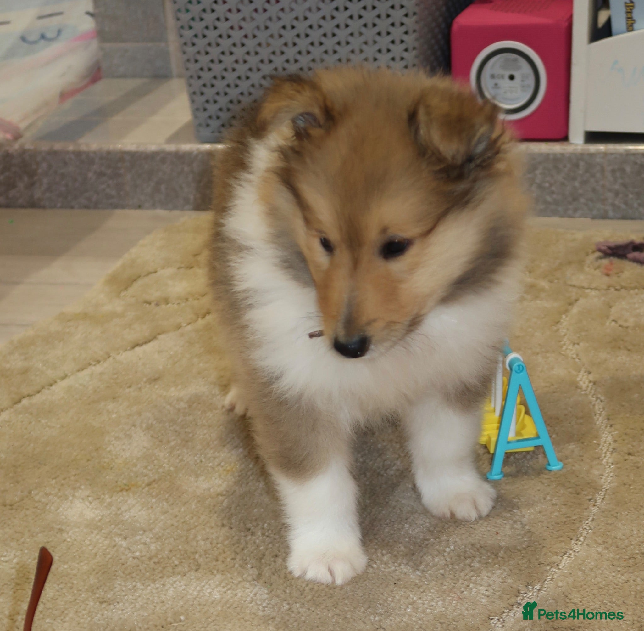 Rough Collie dogs Rough collie puppy for rehome  - Advert 1