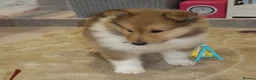 Rough Collie dogs for sale: Rough collie puppy for rehome  in Aldershot - Advert 1