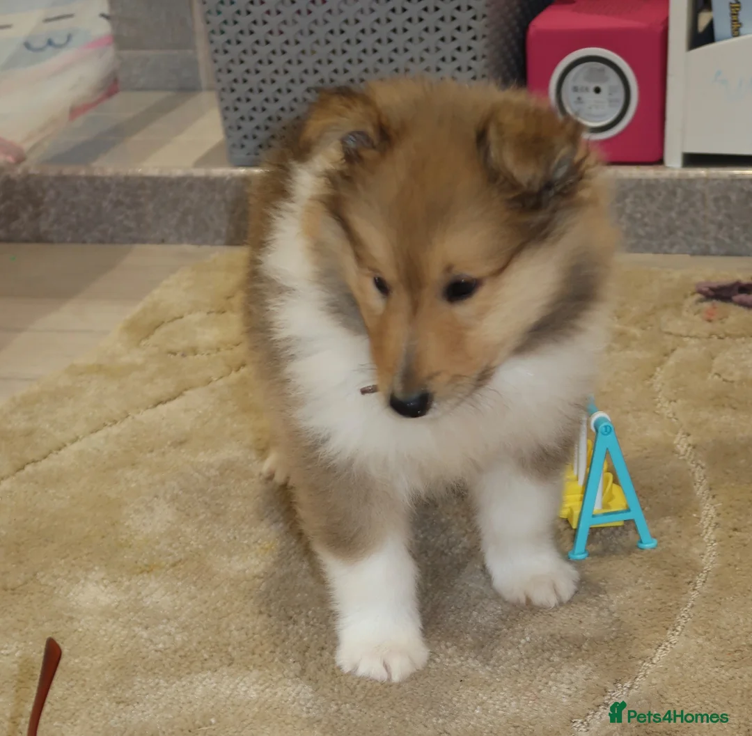Rough Collie dogs for sale: Rough collie puppy for rehome  in Aldershot - Advert 1