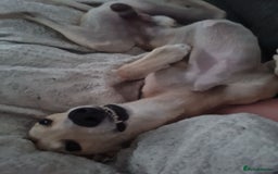 Mixed Breed dogs for sale: Beautiful lurcher x saluki - Image 1