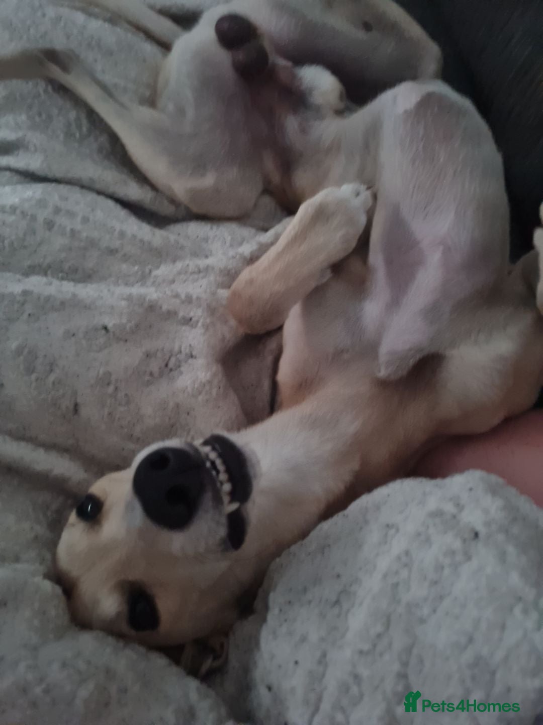 Mixed Breed dogs for sale: Beautiful lurcher x saluki - Image 1