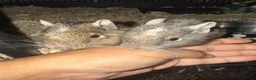 Degus rodents for sale: 2 Female Degus, Premium Double Cage & Accessories - Advert 1