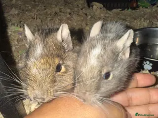 Degus rodents 2 Female Degus, Premium Double Cage & Accessories - Advert 1