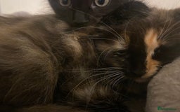 American Shorthair cats for sale: 4 kitten for sale 3 males and 1 female  - Image 9