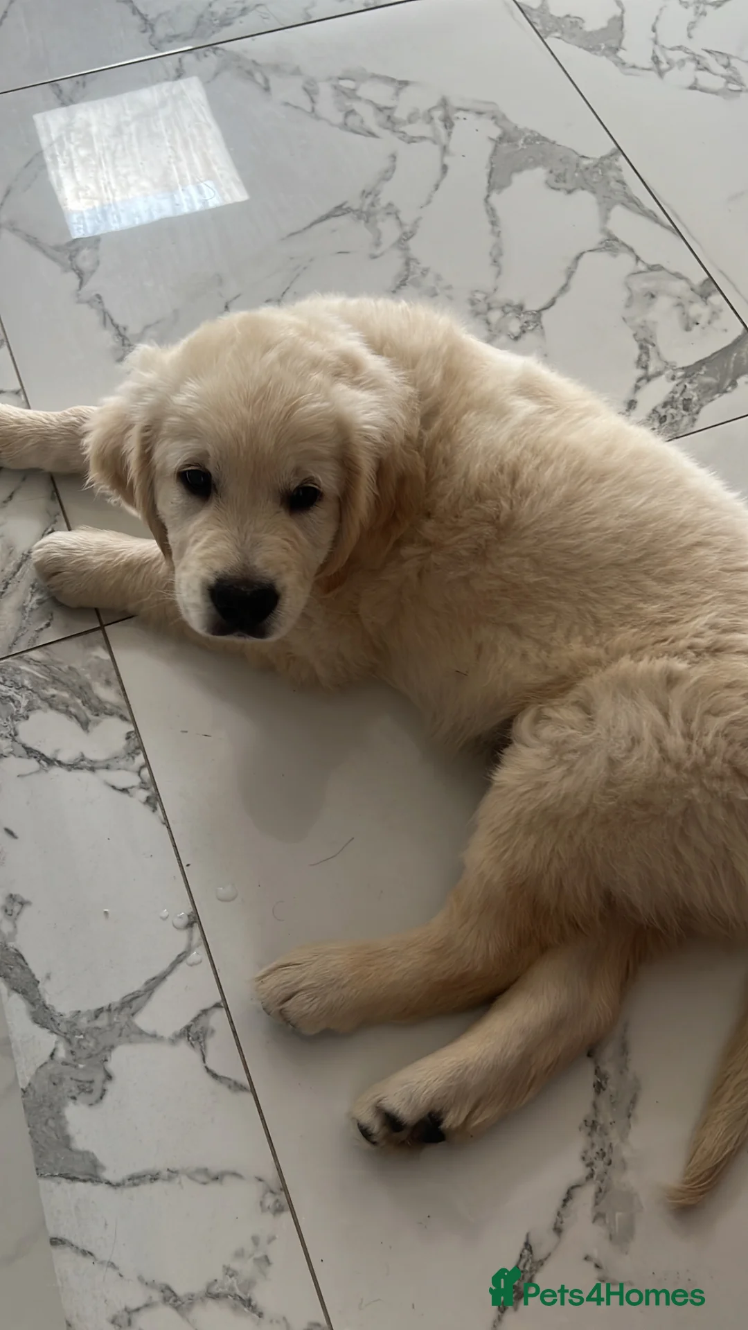 Golden Retriever dogs for sale: Golden retriever pup with all necessities  - Advert 2