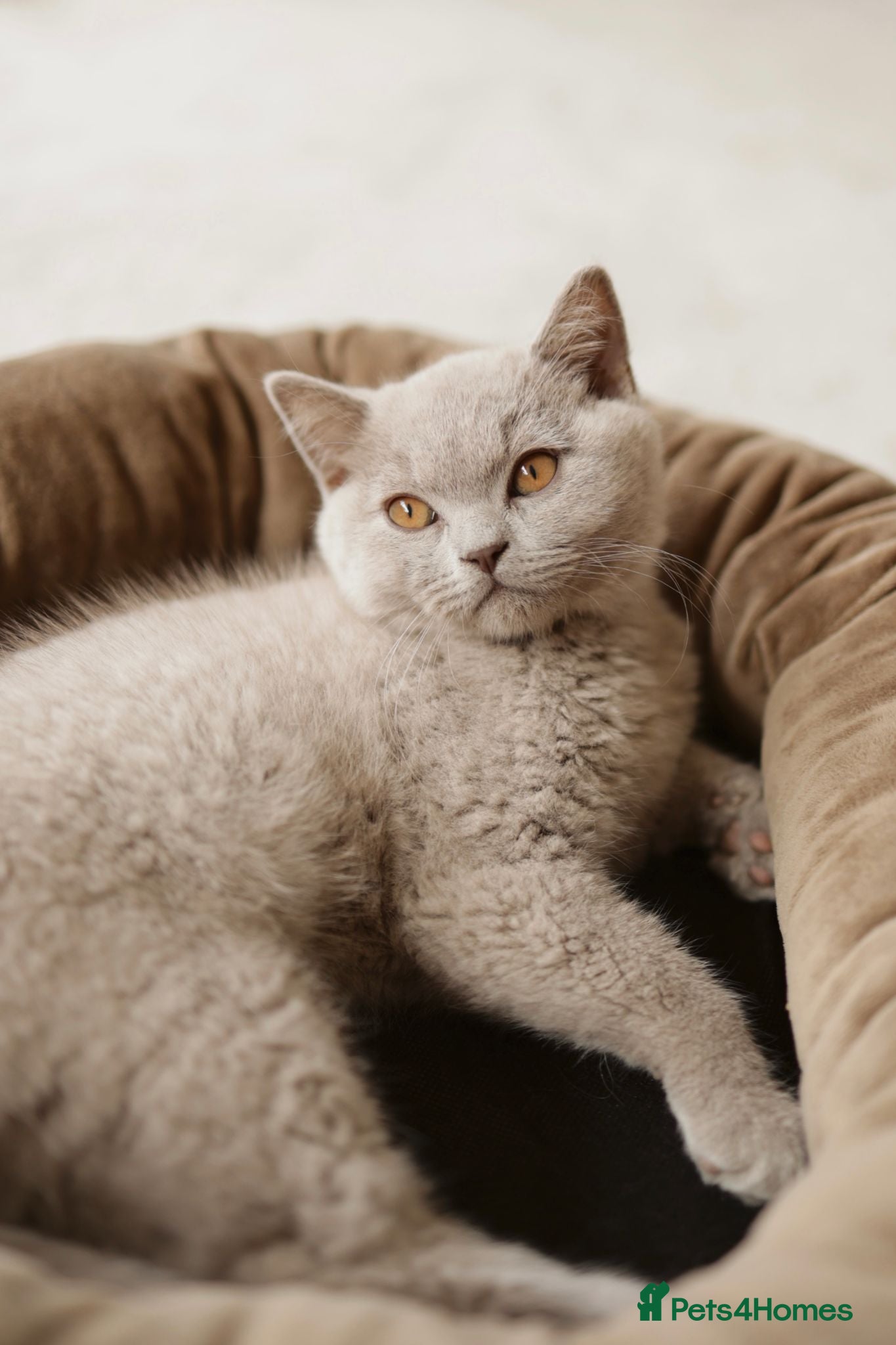 British Shorthair cats for sale: Chocolate Bicolour orange British Short Long-haird - Advert 2