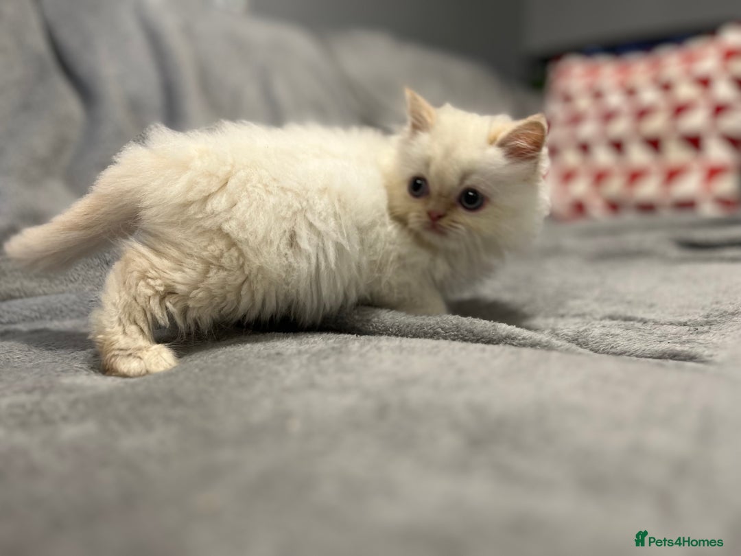 Ragdoll cats for sale: Stunning Ragdoll x Persian kittens.  - Image 4