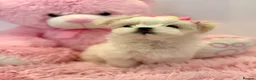 Maltese dogs for sale: 🎀 Last Tiny Korean Maltese Girl Available 🎀 - Advert 13