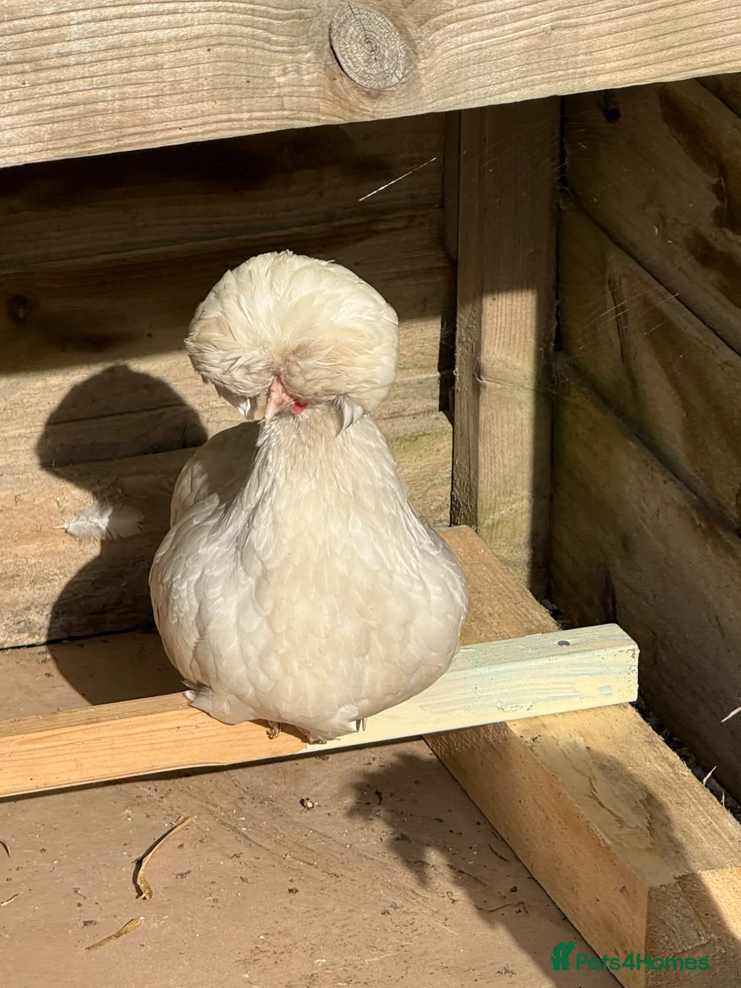 Hens poultry for sale: POL Polish Bantams Hens in Langport - Advert 1