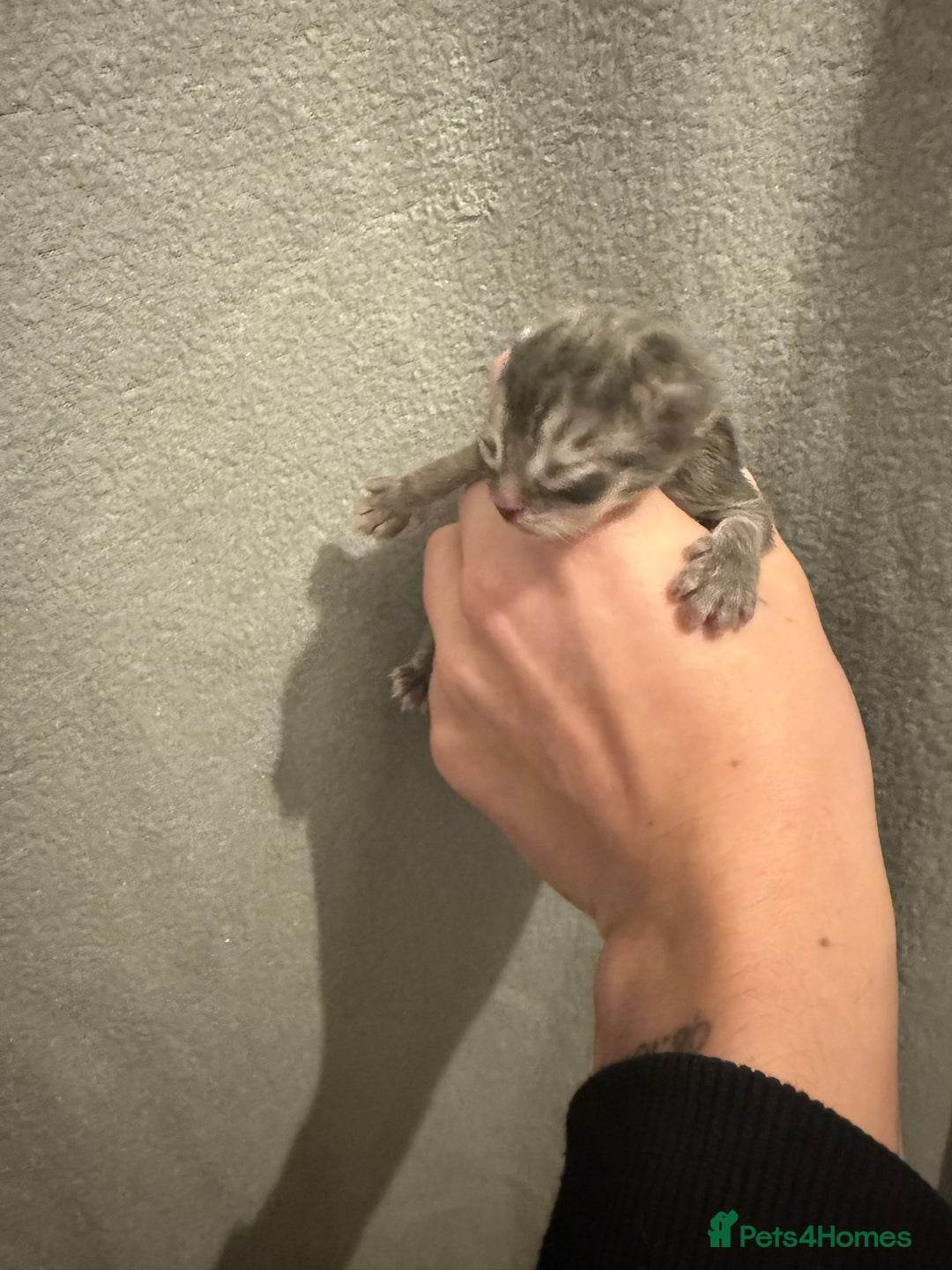 Maine Coon cats for sale: Baby maincoon cross persian - Advert 3