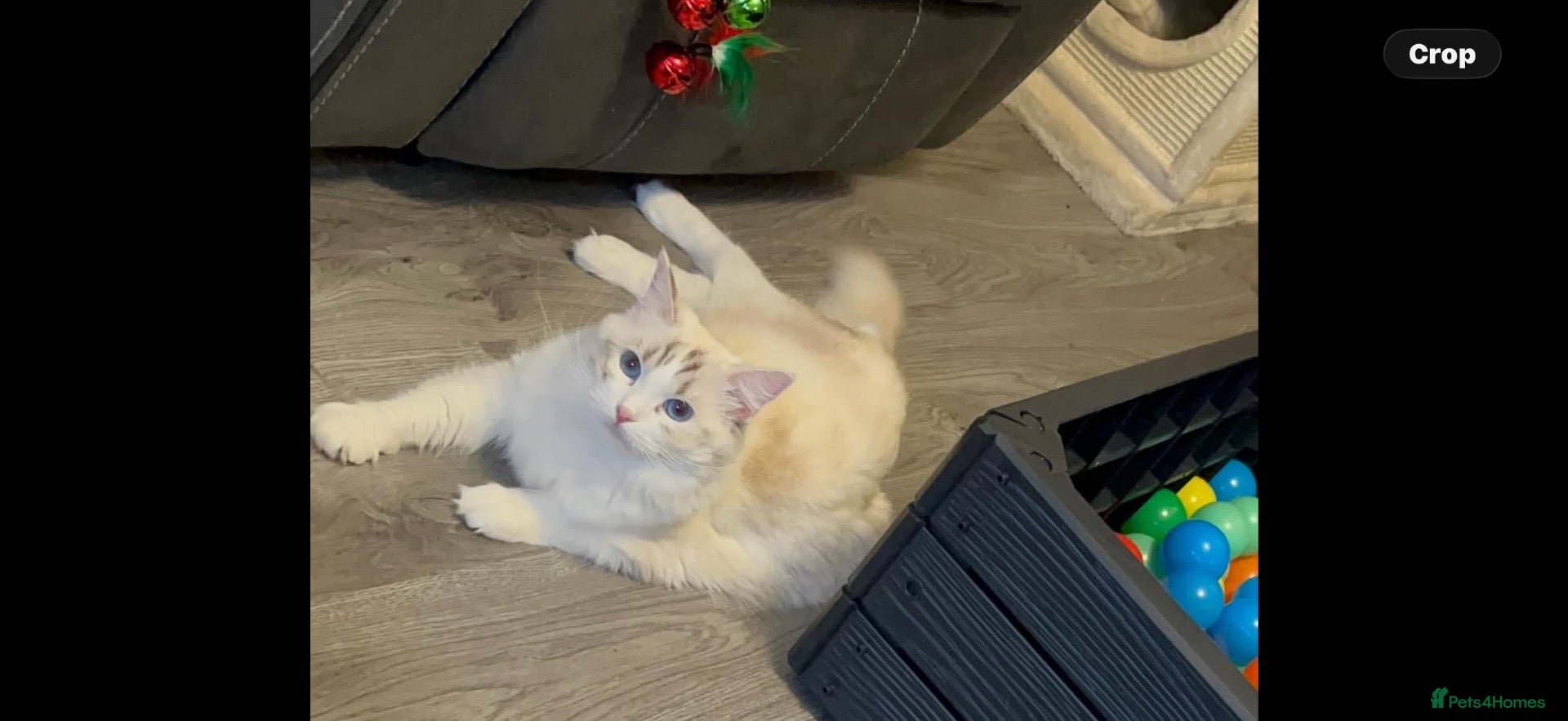 Ragdoll cats GCCF REGISTERED RETIRED GIRL  - Advert 5