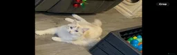 Ragdoll cats for sale: GCCF REGISTERED RETIRED GIRL  - Advert 1