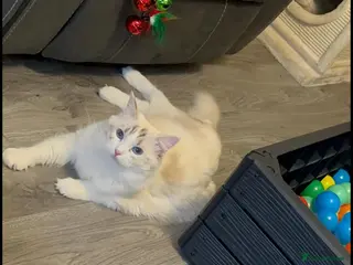 Ragdoll cats GCCF REGISTERED RETIRED GIRL - Advert 5