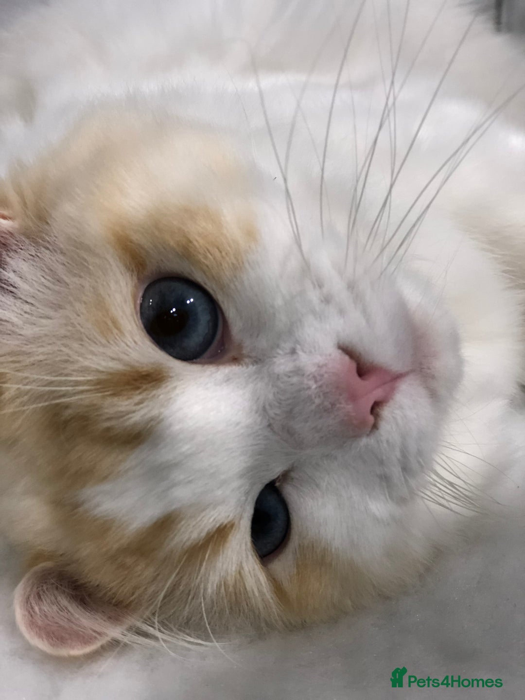 Ragdoll cats for stud: FOR STUD GCCF reg Active Grand Champion for stud in Doncaster - Advert 3