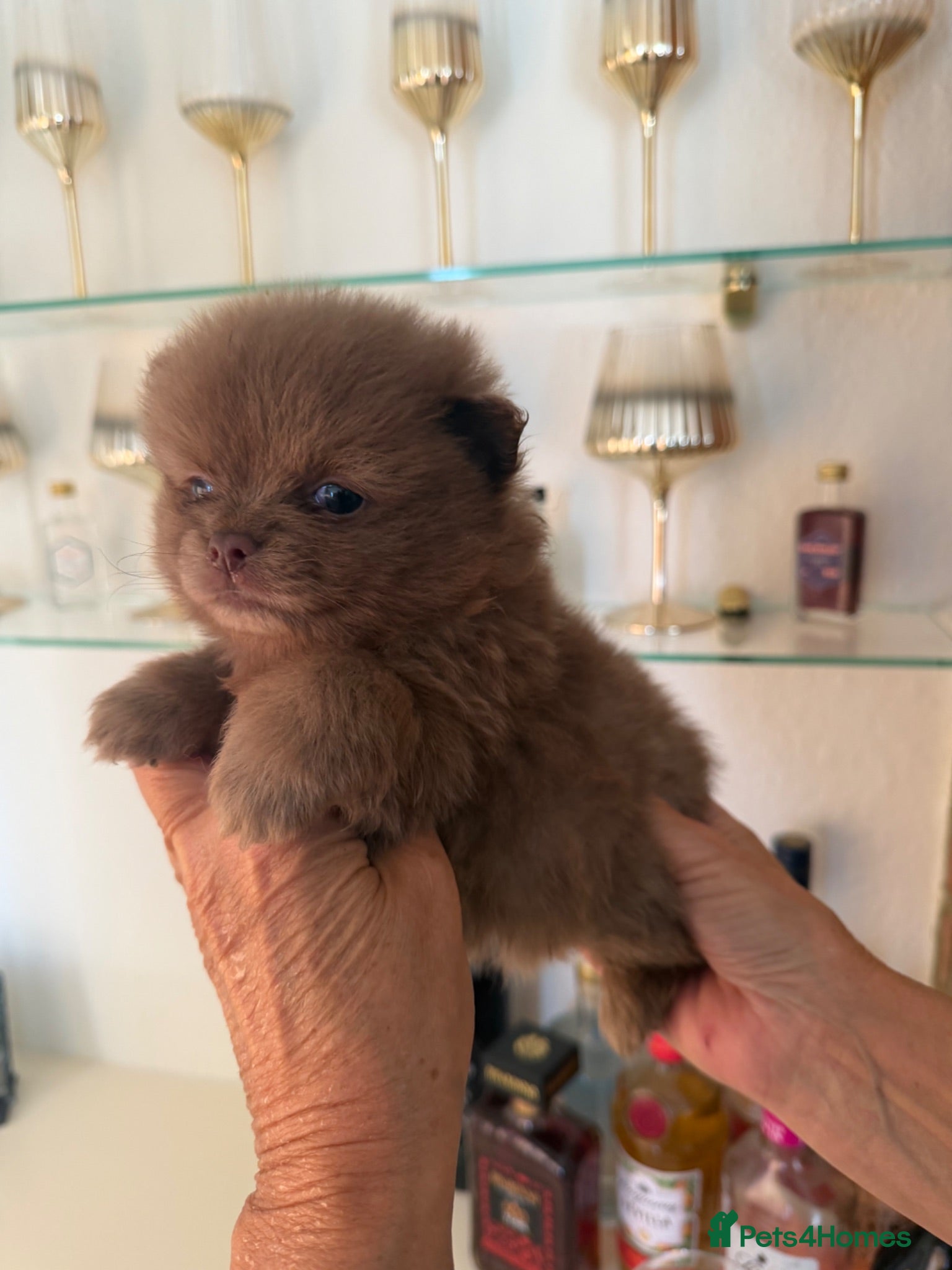 Pomeranian dogs Beautiful Pomeranian Puppies - Advert 2