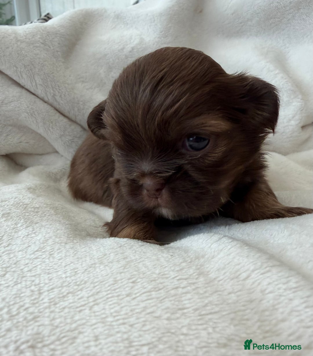 Shih Tzu dogs for sale: Stunning Shih Tzu Babes - ready  ** s weekend - Advert 1