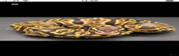 Python Snake reptiles for sale: GHI Pastel male and Fire Clown het Pied male - Advert 1