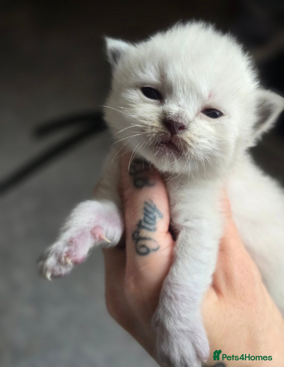 Ragdoll cats 🐾💖 TICA Beautiful Ragdoll Kittens 💖🐾 - Advert 2