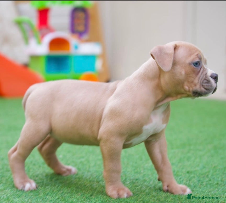 American Bully Puppy 2