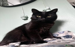 Mixed Breed cats for sale: 2 long haired black females❤️ - Image 7
