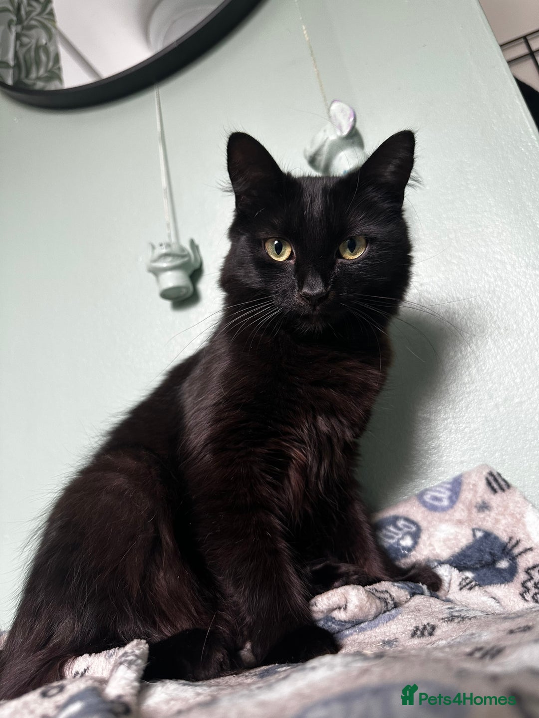 Mixed Breed cats for sale: 2 long haired black females❤️ - Image 7