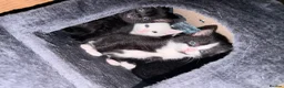 Mixed Breed cats for sale: 9 gorgeous tabby kittens - Advert 1
