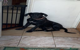 Cane Corso dogs for sale: Cane corso - Advert 3