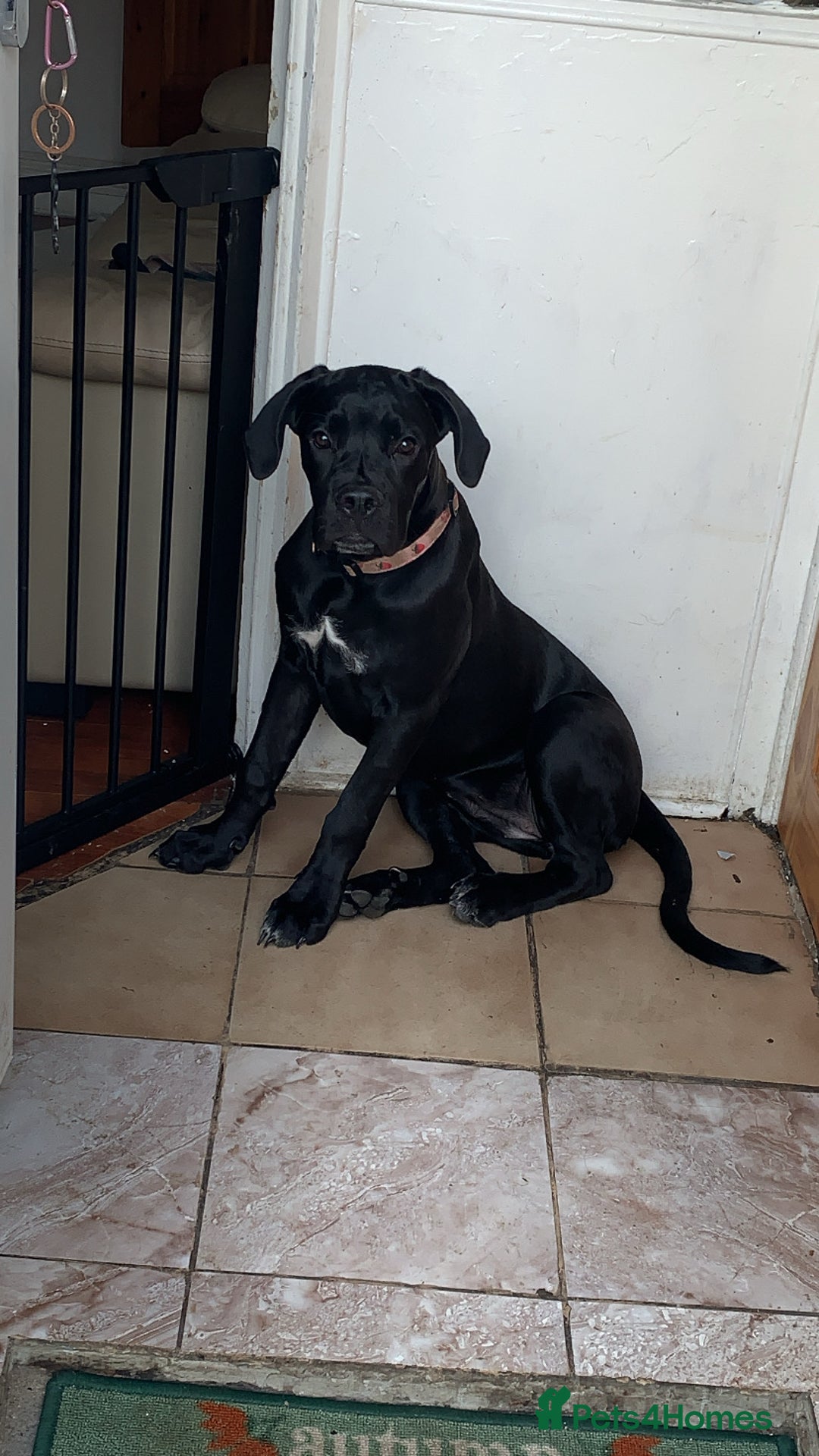 Cane Corso dogs for sale: Cane corso - Advert 3