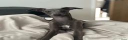 Italian Greyhound dogs for stud: Blue Italian greyhound for stud  - Advert 5