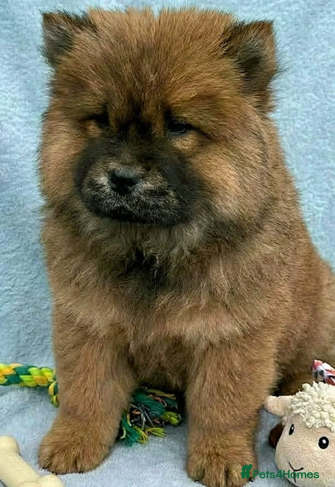 Chow Chow dogs for sale: RKC reg Chow chow puppies  - Advert 6