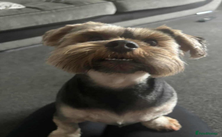 Yorkshire Terrier dogs - Advert 3