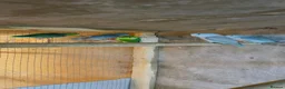 Mixed Breed birds for sale: Different types of birds *read description*  - Advert 14