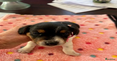 Jack Russell dogs - Advert 1