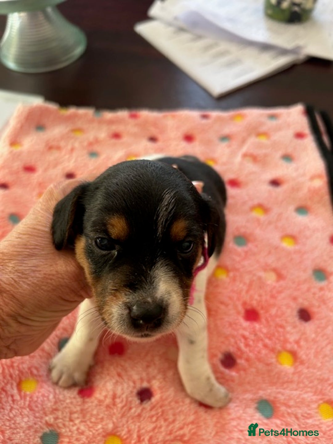 Jack Russell dogs for sale: Quality Smooth Coated Short Legged JRT's - Image 2