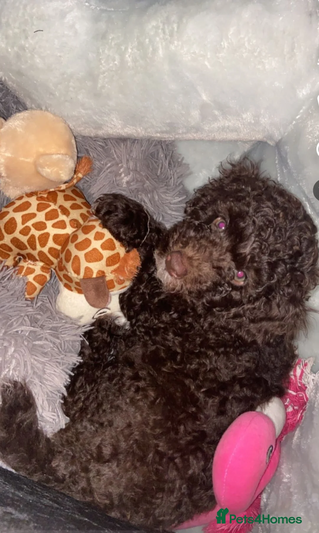 Miniature Poodle dogs for stud: Proven🏆, miniature poodle - Advert 5