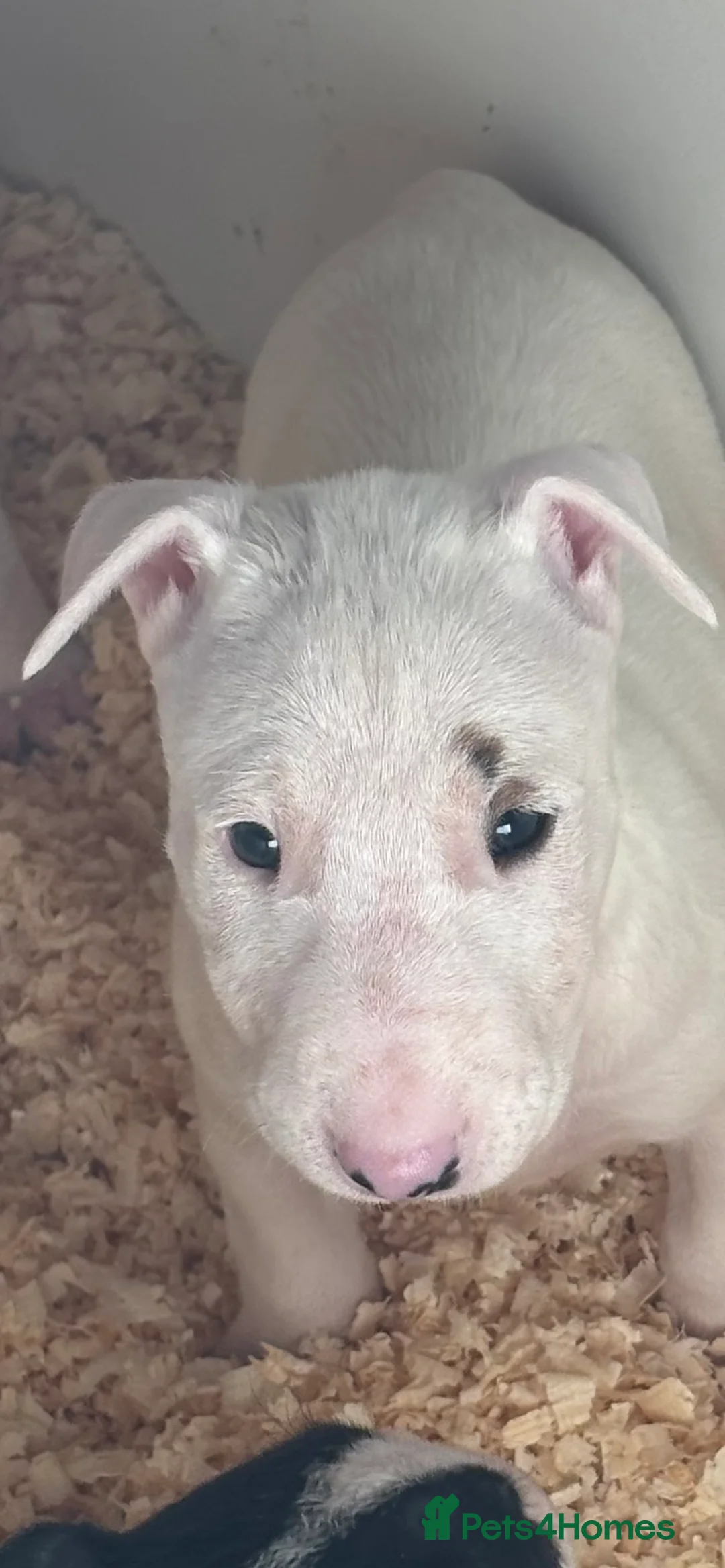 Bull Terrier dogs for sale: 🇬🇧🇬🇧BULLYVIEW🇬🇧🇬🇧 - Advert 6