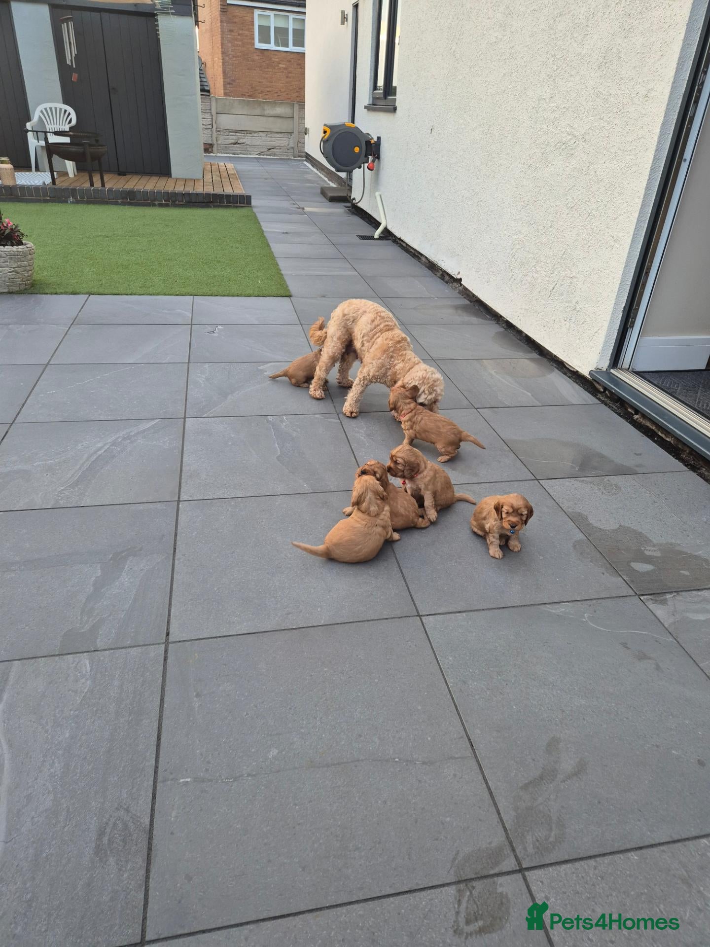Cockapoo dogs Gorgeous & Adorable F1b Puppies   - Advert 2
