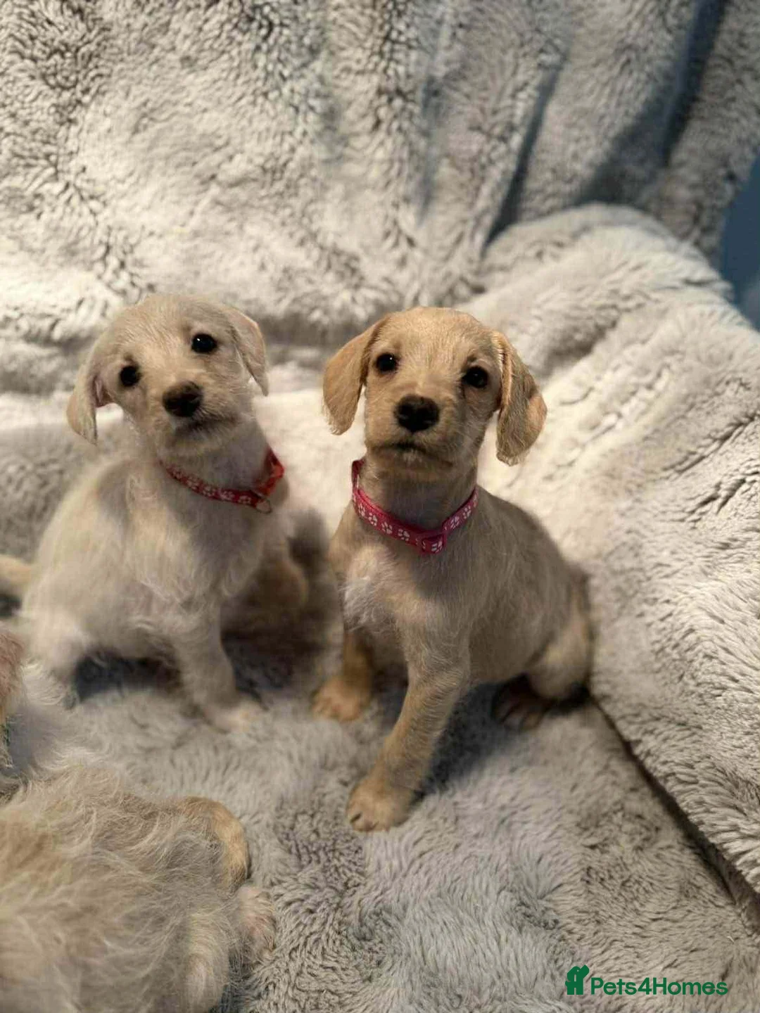 Mixed Breed dogs for sale: Miniature Schnoodle puppies - Advert 3