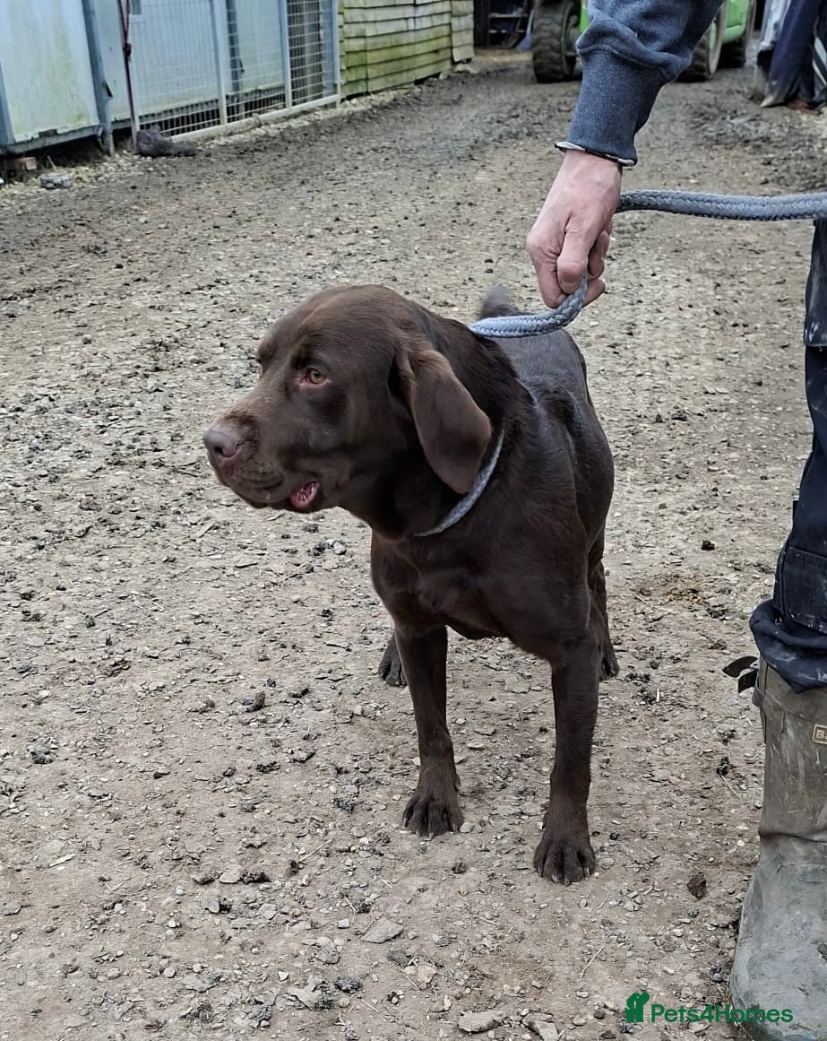 Labrador Retriever dogs Kc reg 2 year old stud dog  - Advert 2