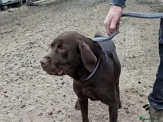 Labrador Retriever dogs Kc reg 2 year old stud dog - Advert 2