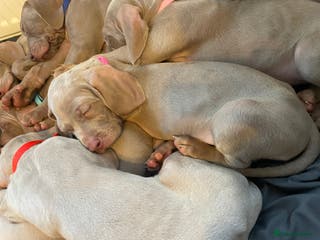 Weimaraner dogs Ready 20-01-26 KC registered Silver puppies - Advert 2