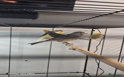 Canaries birds for sale: Irish fancy canary  - Image 9