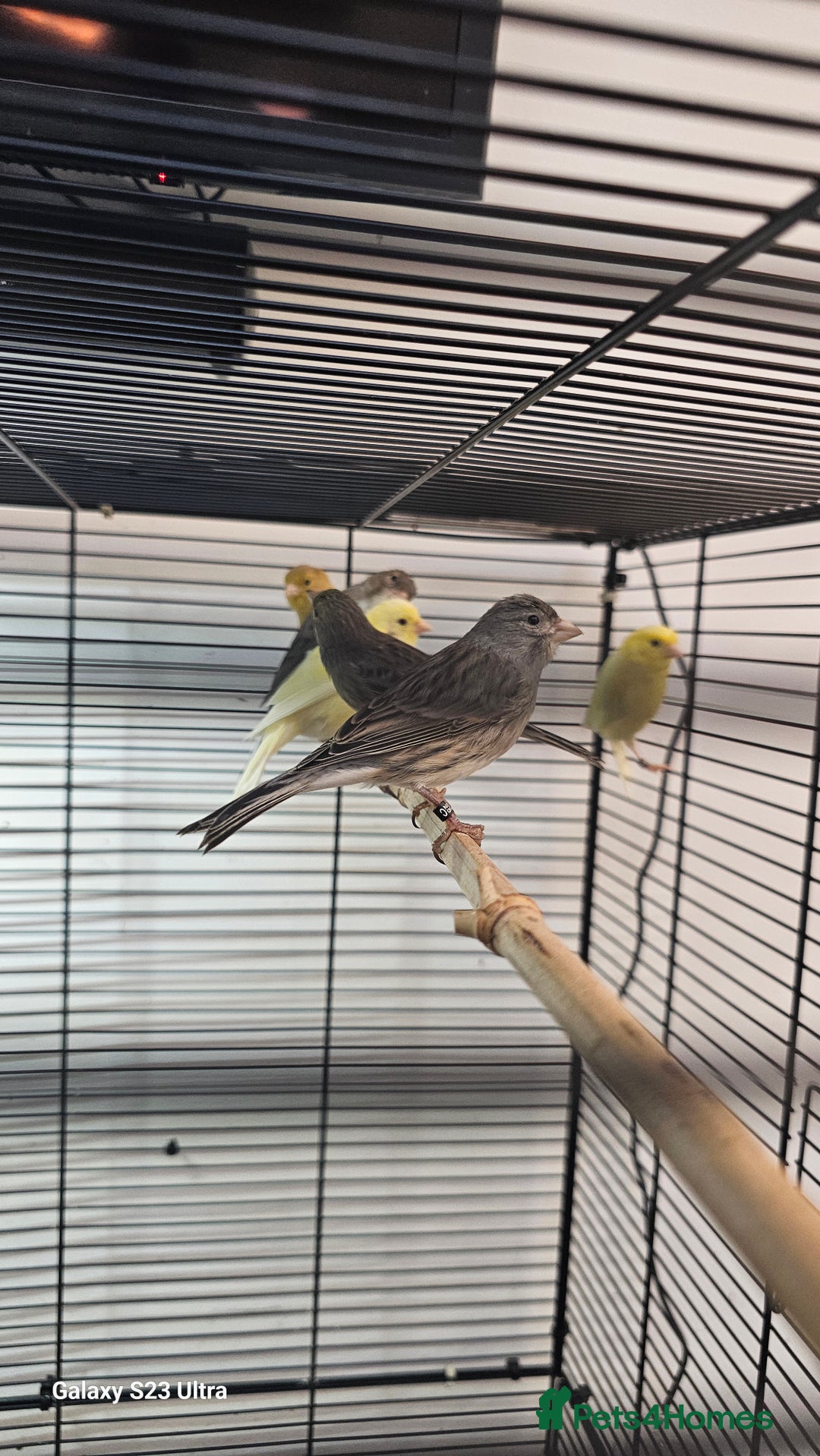 Canaries birds for sale: Irish fancy canary  - Image 9