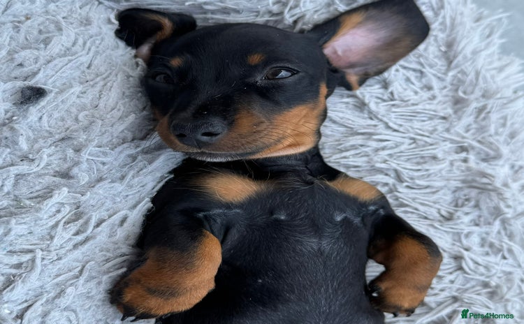 Miniature Dachshund dogs - Advert 2