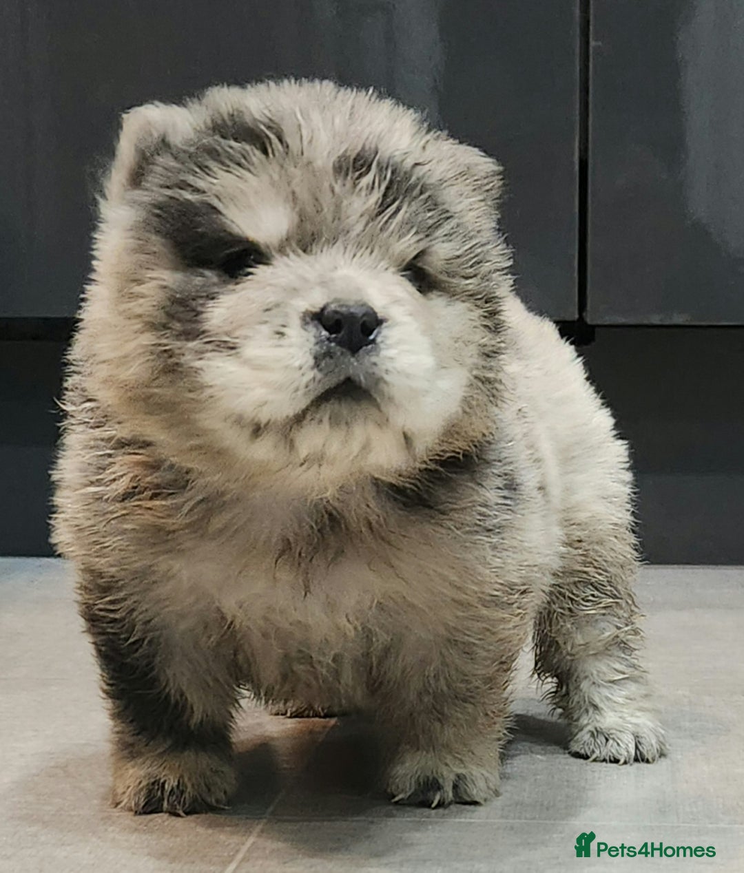 Chow Chow dogs for sale: Chow chow pedigree pups - Advert 4