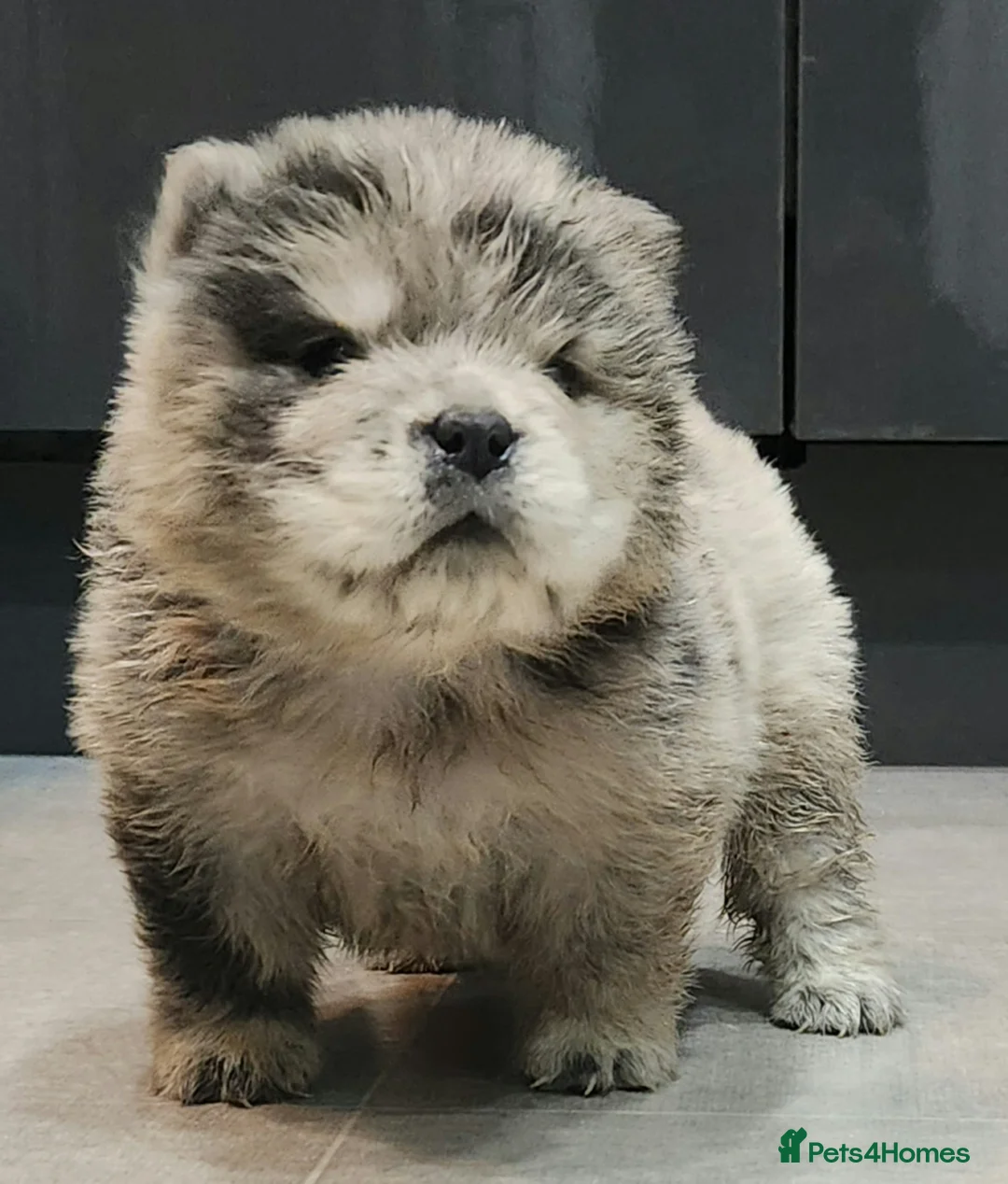 Chow Chow dogs for sale: Chow chow pedigree pups REDUCED!! - Advert 4